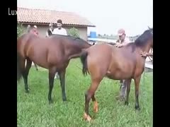Fucking a mare outside with a horny mustang